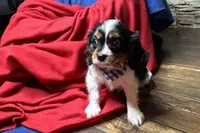 Ryan, a male Cavalier King Charles Spaniel for sale in Buffalo, MO – 9 of 10