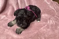 Addie, a female Miniature Schnauzer for sale in Buffalo, MO – 5 of 10