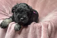 Addie, a female Miniature Schnauzer for sale in Buffalo, MO – 7 of 10