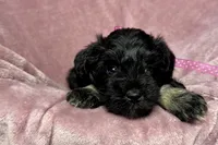 Addie, a female Miniature Schnauzer for sale in Buffalo, MO – 4 of 10