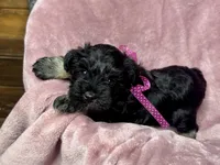 Addie, a female Miniature Schnauzer for sale in Buffalo, MO – 9 of 10