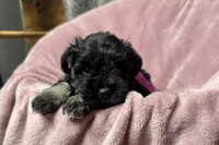 Addie, a female Miniature Schnauzer for sale in Buffalo, MO – 10 of 10