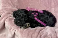 Addie, a female Miniature Schnauzer for sale in Buffalo, MO – 3 of 10