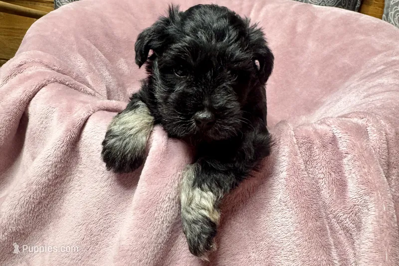 Addie – Miniature Schnauzer puppy for sale in Buffalo, MO
