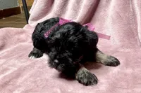 Addie, a female Miniature Schnauzer for sale in Buffalo, MO – 6 of 10