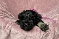 Addie, a female Miniature Schnauzer for sale in Buffalo, MO – 8 of 10