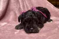 Addie, a female Miniature Schnauzer for sale in Buffalo, MO – 2 of 10
