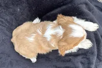 Preston, a male Cavalier King Charles Spaniel for sale in Buffalo, MO – 4 of 9