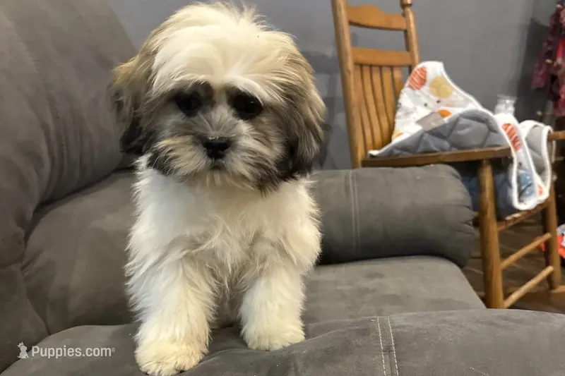 Tyson – Lhasa Apso puppy for sale in Buffalo, MO