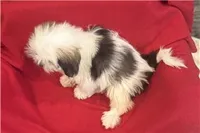 Teo, a male Lhasa Apso for sale in Buffalo, MO – 3 of 6