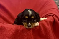 Maverick, a male Cavalier King Charles Spaniel for sale in Buffalo, MO – 5 of 10
