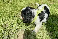 Paris, a female Cavalier King Charles Spaniel for sale in Buffalo, MO – 2 of 10