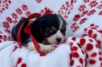 Paisley , a female Cavalier King Charles Spaniel for sale in Buffalo, MO – 3 of 9