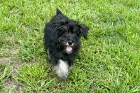AKC- Addie, a female Miniature Schnauzer for sale in Buffalo, MO – 3 of 8