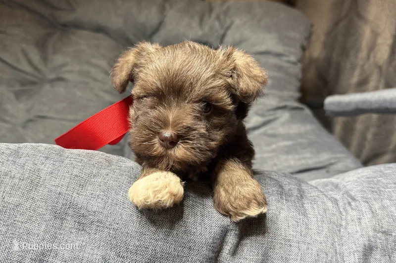 Ebby - AKC – Miniature Schnauzer puppy for sale in Buffalo, MO