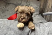 Ebby - AKC, a female Miniature Schnauzer for sale in Buffalo, MO – 1 of 9