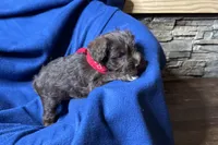 Eric, a male Miniature Schnauzer for sale in Buffalo, MO – 7 of 10