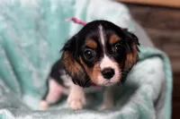 Renley, a female Cavalier King Charles Spaniel for sale in Buffalo, MO – 7 of 10