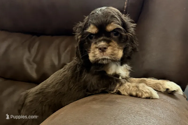Bluey – Cocker Spaniel puppy for sale in Buffalo, MO