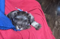Evan, a male Miniature Schnauzer for sale in Buffalo, MO – 5 of 9
