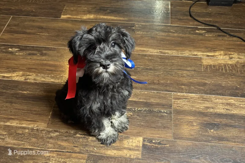 AKC- Addie – Miniature Schnauzer puppy for sale in Buffalo, MO