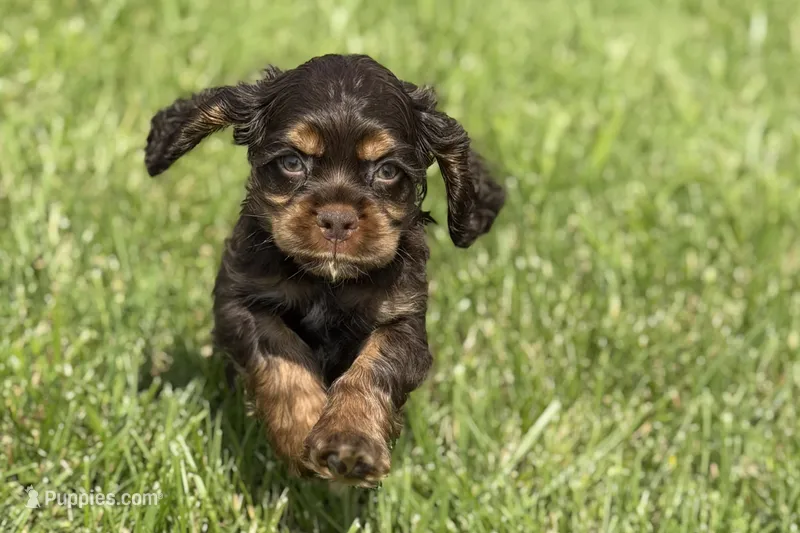 Bingo – Cocker Spaniel puppy for sale in Buffalo, MO