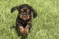 Bingo, a male Cocker Spaniel for sale in Buffalo, MO – 1 of 4