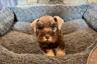 Evan, a male Miniature Schnauzer for sale in Buffalo, MO – 6 of 7