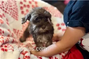 Chiquita – Miniature Schnauzer puppy for sale in Buffalo, MO