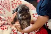 Chiquita, a female Miniature Schnauzer for sale in Buffalo, MO – 1 of 6