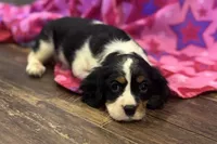 Molly, a female Cavalier King Charles Spaniel for sale in Buffalo, MO – 8 of 8