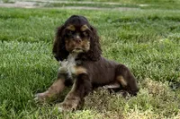 Bluey - AKC Champion Background, a male Cocker Spaniel for sale in Buffalo, MO – 3 of 7