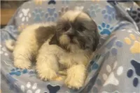 Twix, a male Lhasa Apso for sale in Buffalo, MO – 6 of 6