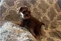 Chela, a female Miniature Schnauzer for sale in Buffalo, MO – 3 of 6