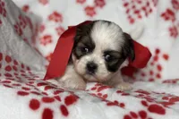 Luna, a female Lhasa Apso for sale in Buffalo, MO – 5 of 10