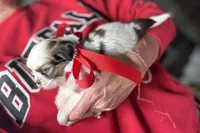 Luna, a female Lhasa Apso for sale in Buffalo, MO – 2 of 10