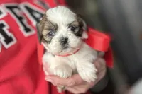 Luna, a female Lhasa Apso for sale in Buffalo, MO – 3 of 10