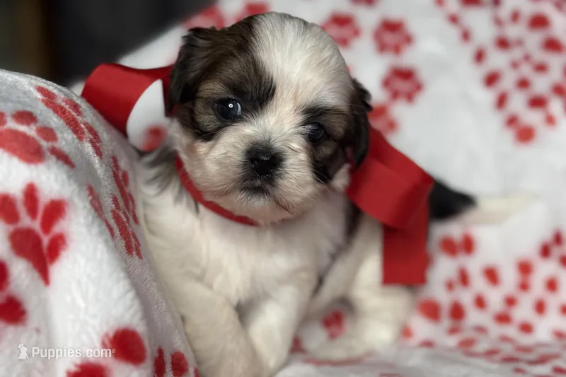Luna, a female Lhasa Apso for sale in Buffalo, MO – 1 of 10