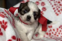 Luna, a female Lhasa Apso for sale in Buffalo, MO – 1 of 10