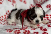 Luna, a female Lhasa Apso for sale in Buffalo, MO – 7 of 10