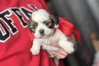 Luna, a female Lhasa Apso for sale in Buffalo, MO – 4 of 10