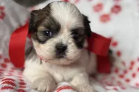 Luna, a female Lhasa Apso for sale in Buffalo, MO – 9 of 10