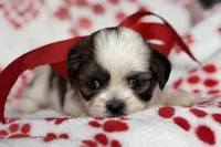 Luna, a female Lhasa Apso for sale in Buffalo, MO – 8 of 10