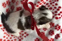 Luna, a female Lhasa Apso for sale in Buffalo, MO – 10 of 10