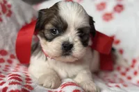 Luna, a female Lhasa Apso for sale in Buffalo, MO – 6 of 10