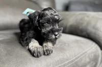 AKC- Addie, a female Miniature Schnauzer for sale in Buffalo, MO – 9 of 10