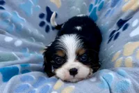 Patrick, a male Cavalier King Charles Spaniel for sale in Buffalo, MO – 10 of 10