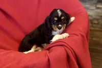 Maverick, a male Cavalier King Charles Spaniel for sale in Buffalo, MO – 4 of 10