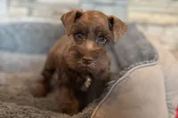 Eric, a male Miniature Schnauzer for sale in Buffalo, MO – 7 of 9