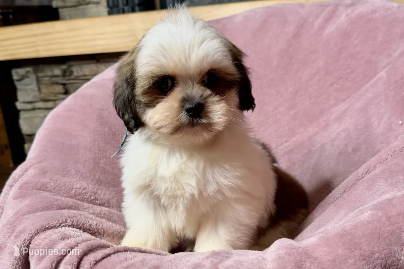 Luna- AKC Champion Bloodlines – Lhasa Apso puppy for sale in Buffalo, MO